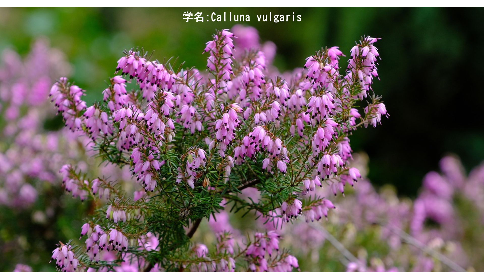 ヒース（エリカ）の育て方・効能・美容効果｜完全ガイド　アイキャッチ