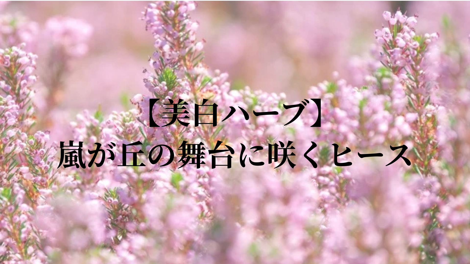 【美白ハーブ】嵐が丘の舞台に咲くヒース
