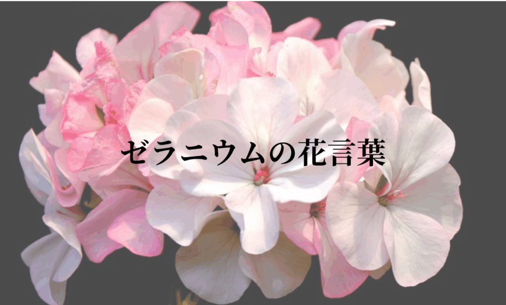 ゼラニウムの花言葉