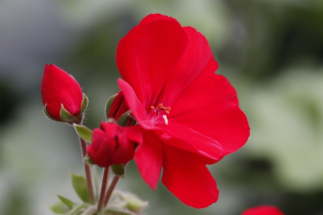 ゼラニウム（Pelargonium × hortorum）