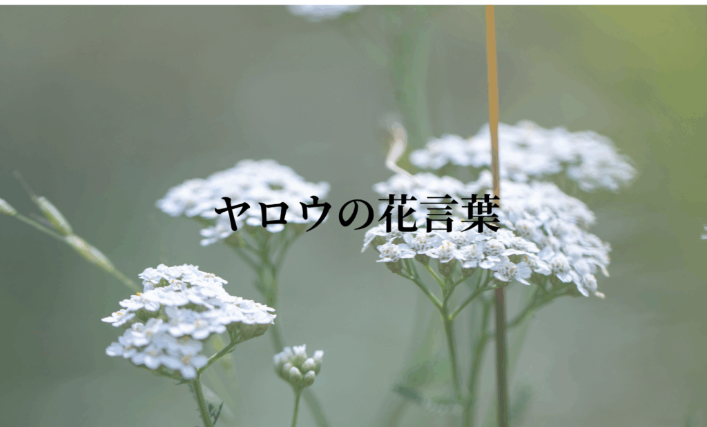 ヤロウの花言葉