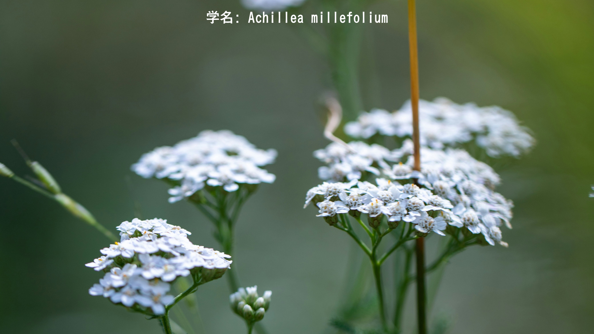 ヤロウ（西洋鋸草）｜アキレウスの盾——傷を癒す葉と、幸福を束ねる花の記憶　アイキャッチ