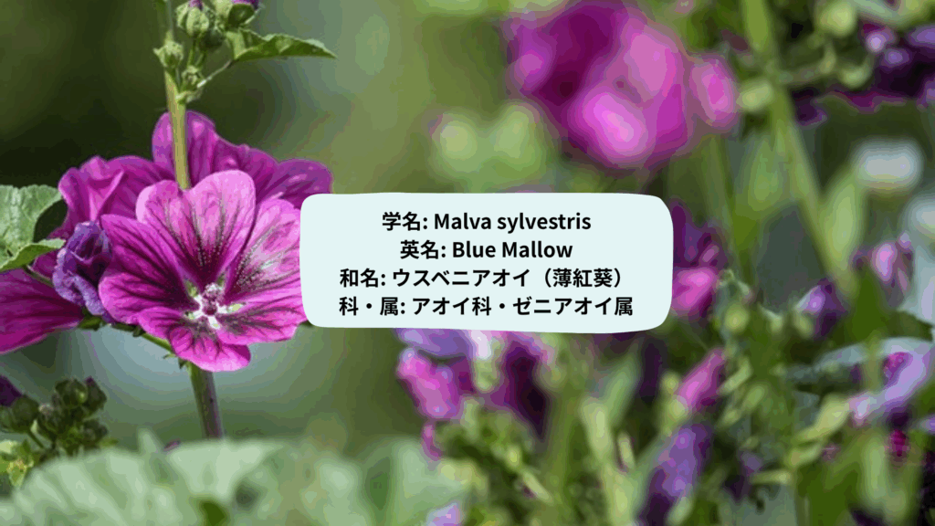 ウスベニアオイの植物学的特徴