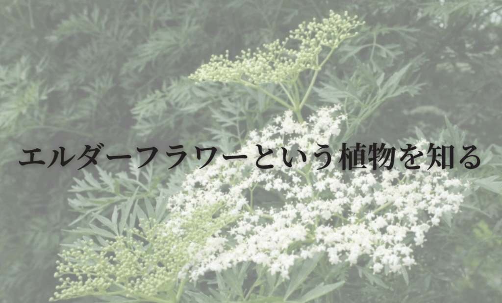 エルダーフラワーという植物を知る
