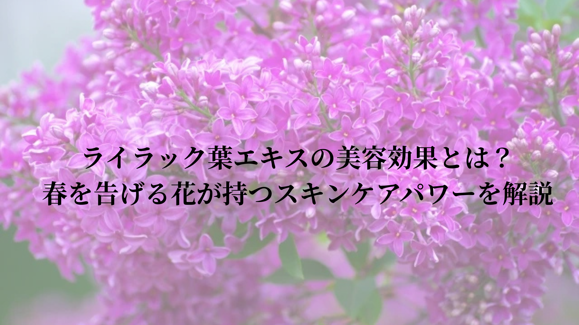 ライラック葉エキスの美容効果とは?春を告げる花が持つスキンケアパワーを解説