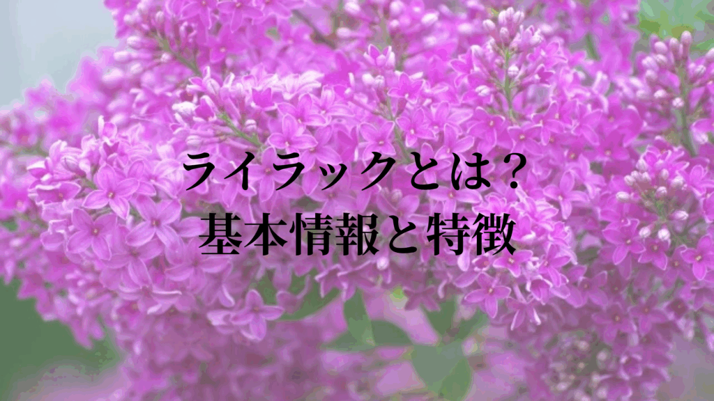 ライラックとは?基本情報と特徴