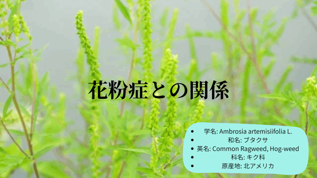 花粉症との関係