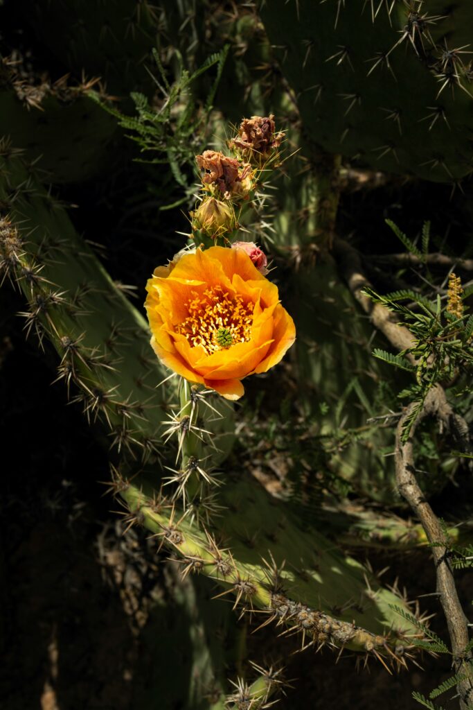 ウチワサボテンの花