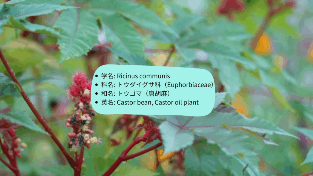 トウゴマ