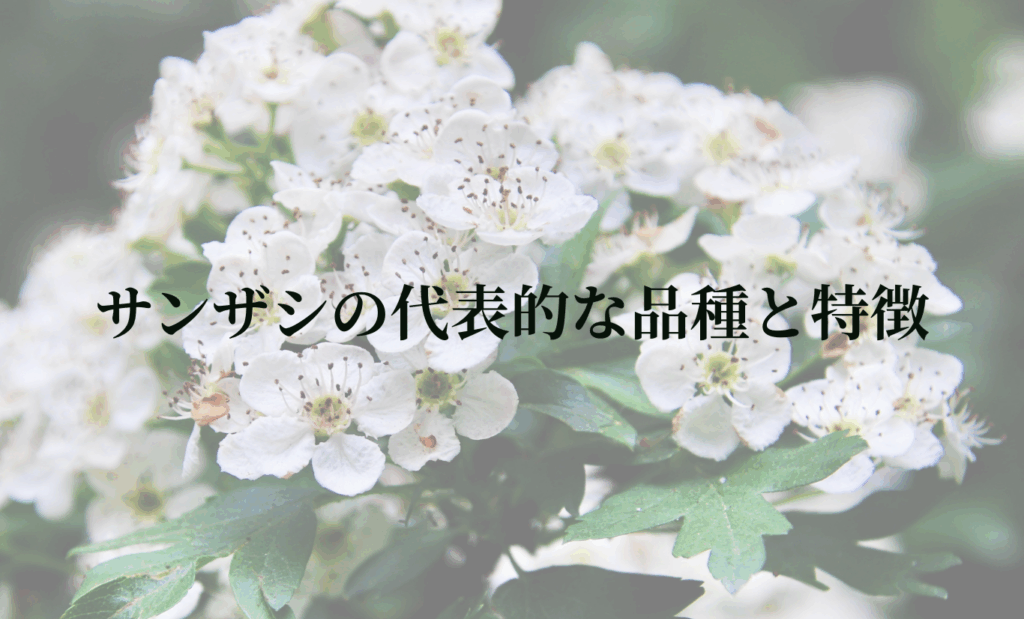 サンザシの代表的な品種と特徴