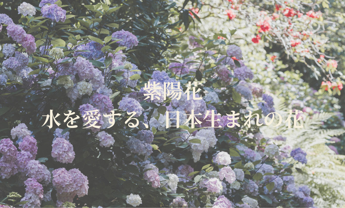 Hydrangea
