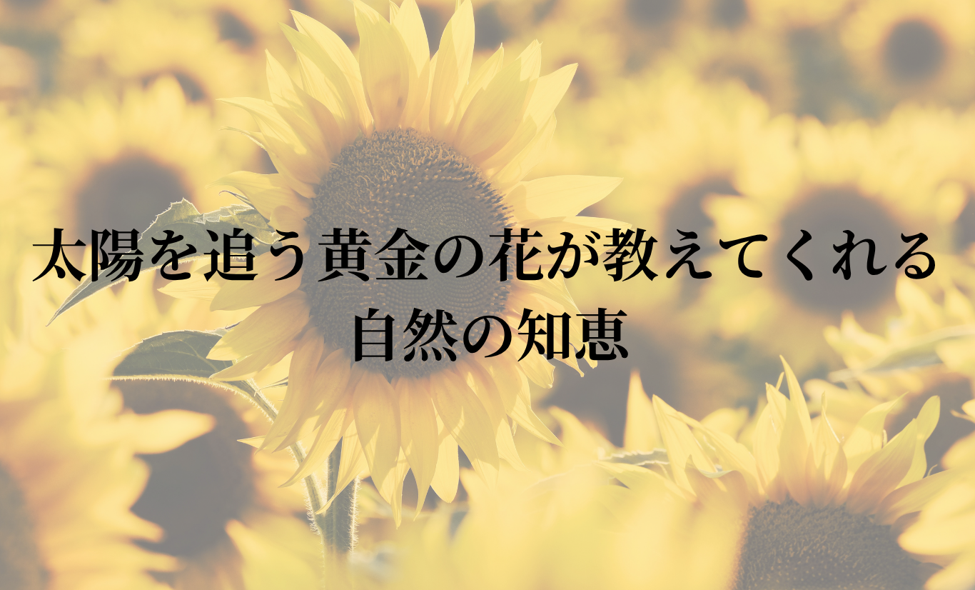 ひまわりの神秘 - 太陽を追う黄金の花が教えてくれる自然の知恵
