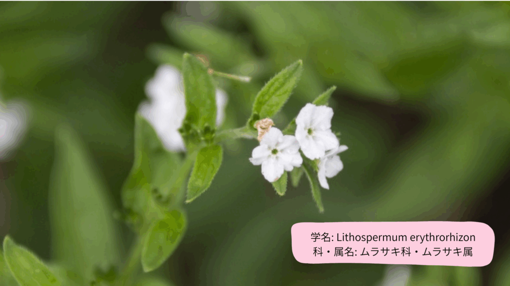 学名: Lithospermum erythrorhizon
科・属名: ムラサキ科・ムラサキ属