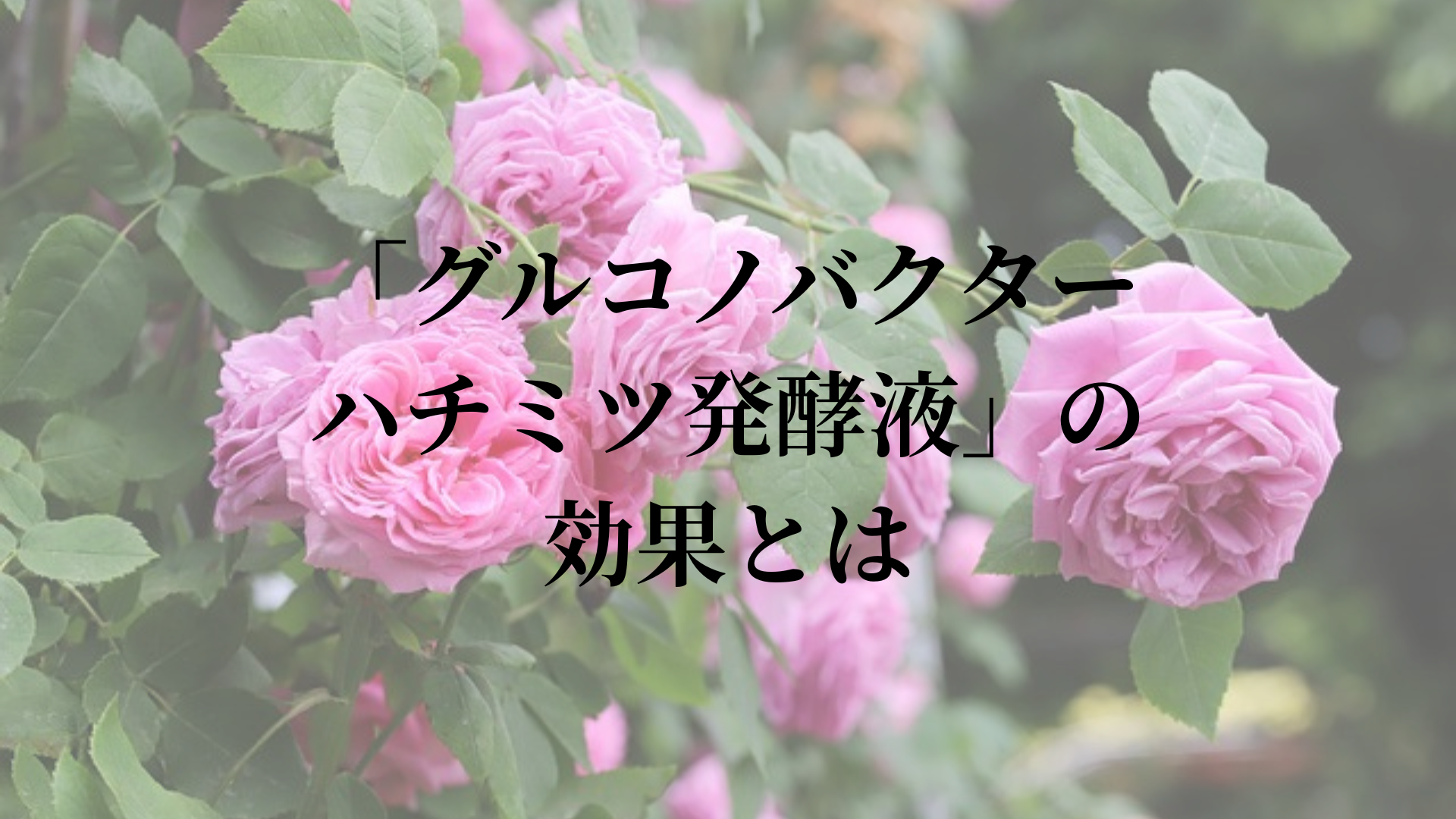幻のブルガリア産ローズハチミツから生まれた美容成分「グルコノバクター/ハチミツ発酵液」の効果とは