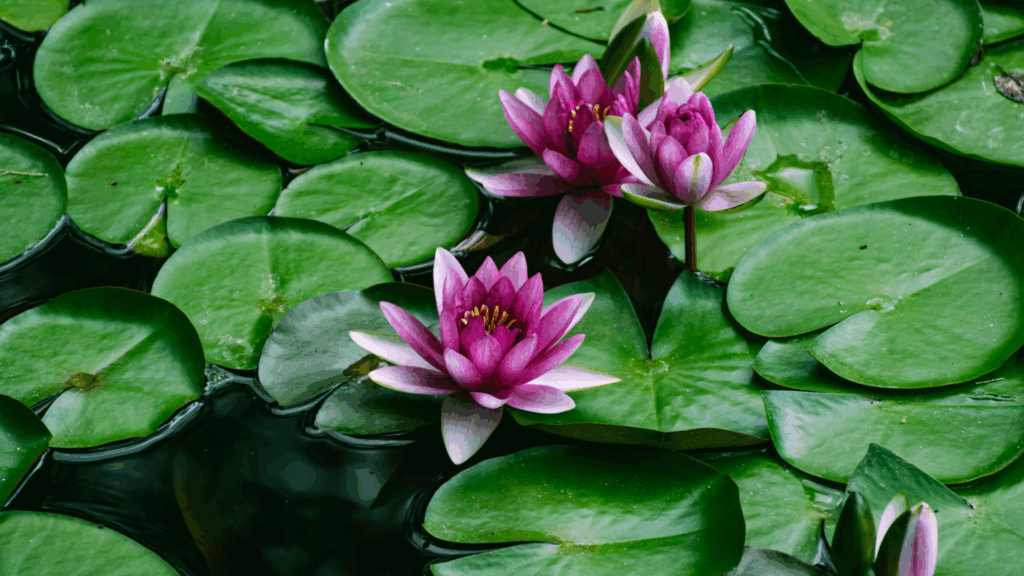 蓮が持つ普遍的な神聖性