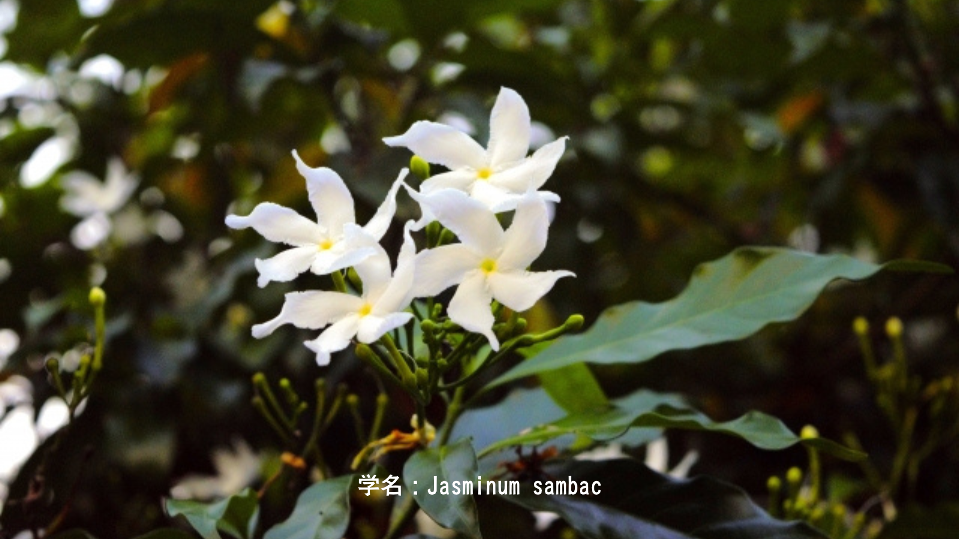 サラスワティーと白い花の物語：知識と芸術を象徴する清らかな花々 アイキャッチ