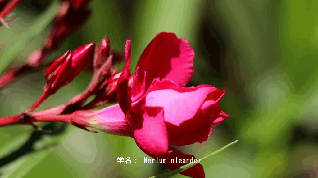 ネリウム（キョウチクトウ）の赤い花