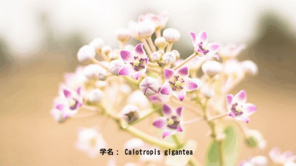 マダール(カロトロピス)