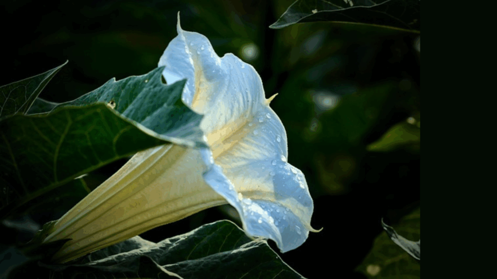 ダトゥーラ(淡いブルー)