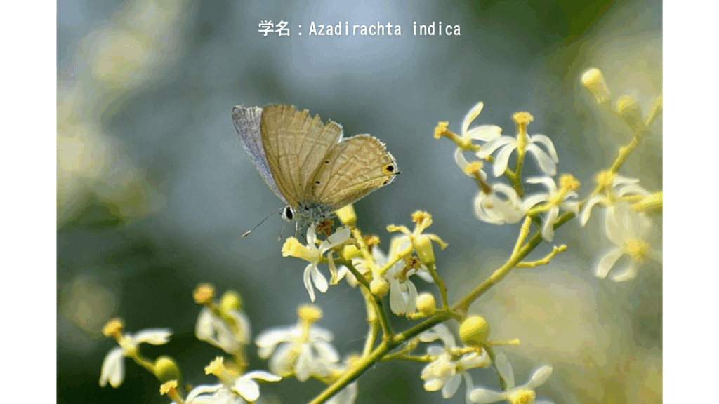 学名：Azadirachta indica