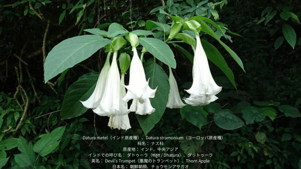 ダトゥーラ(朝鮮朝顔)