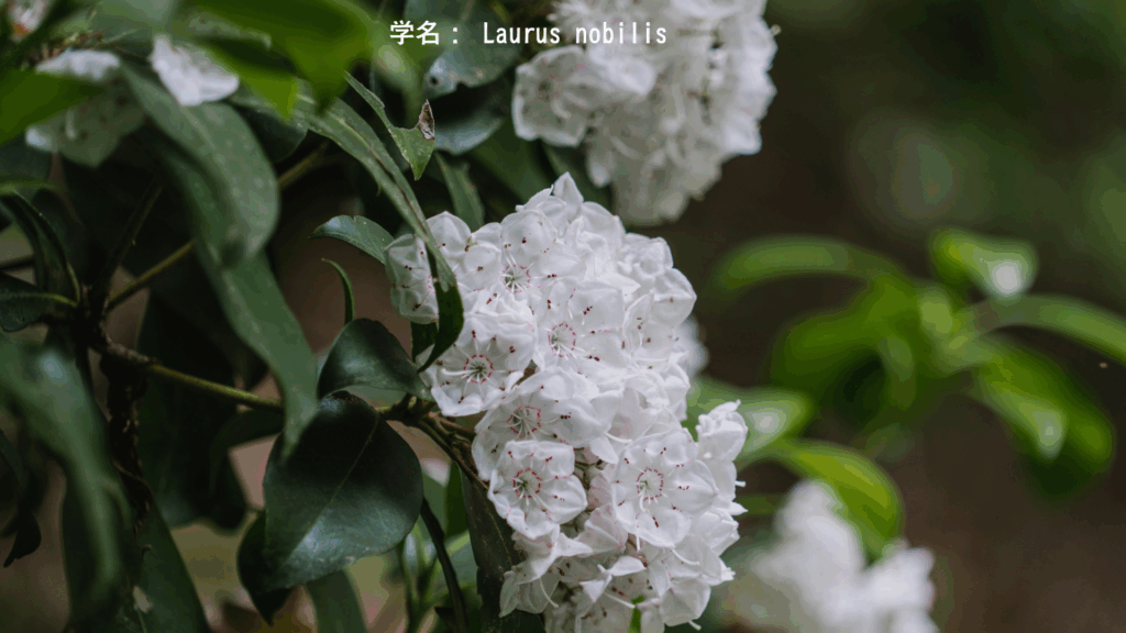 学名： Laurus nobilis