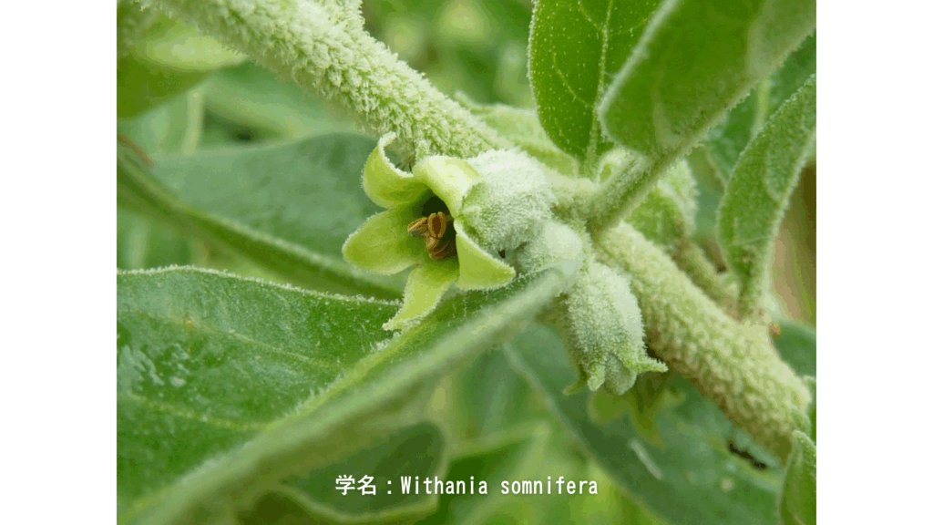 学名：Withania somnifera