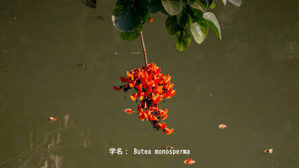 パラシュ:森を焼き尽くす炎の花