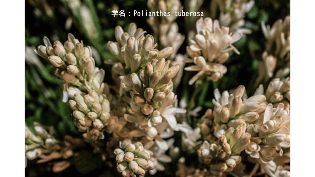 学名:Polianthes tuberosa