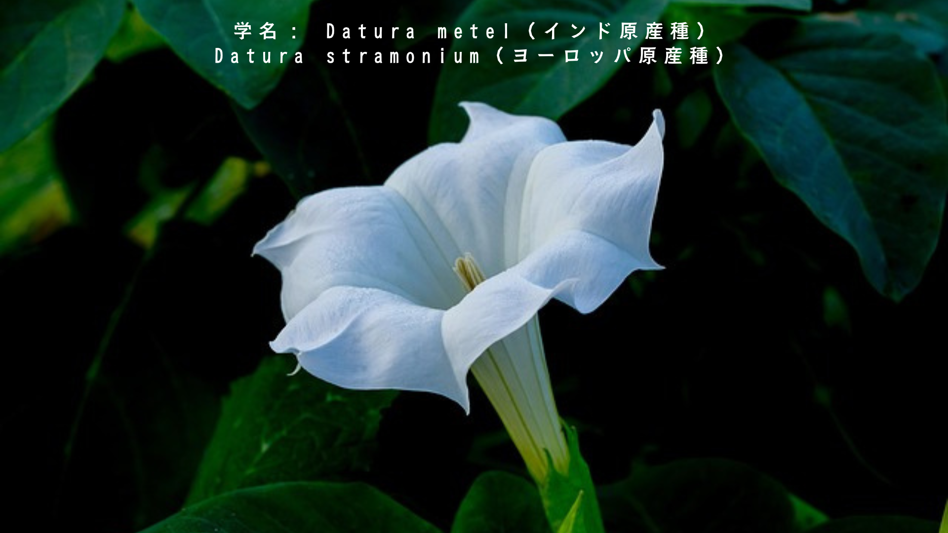 シヴァと花の物語：ダトゥーラとビルヴァに宿る破壊と再生の智慧　アイキャッチ