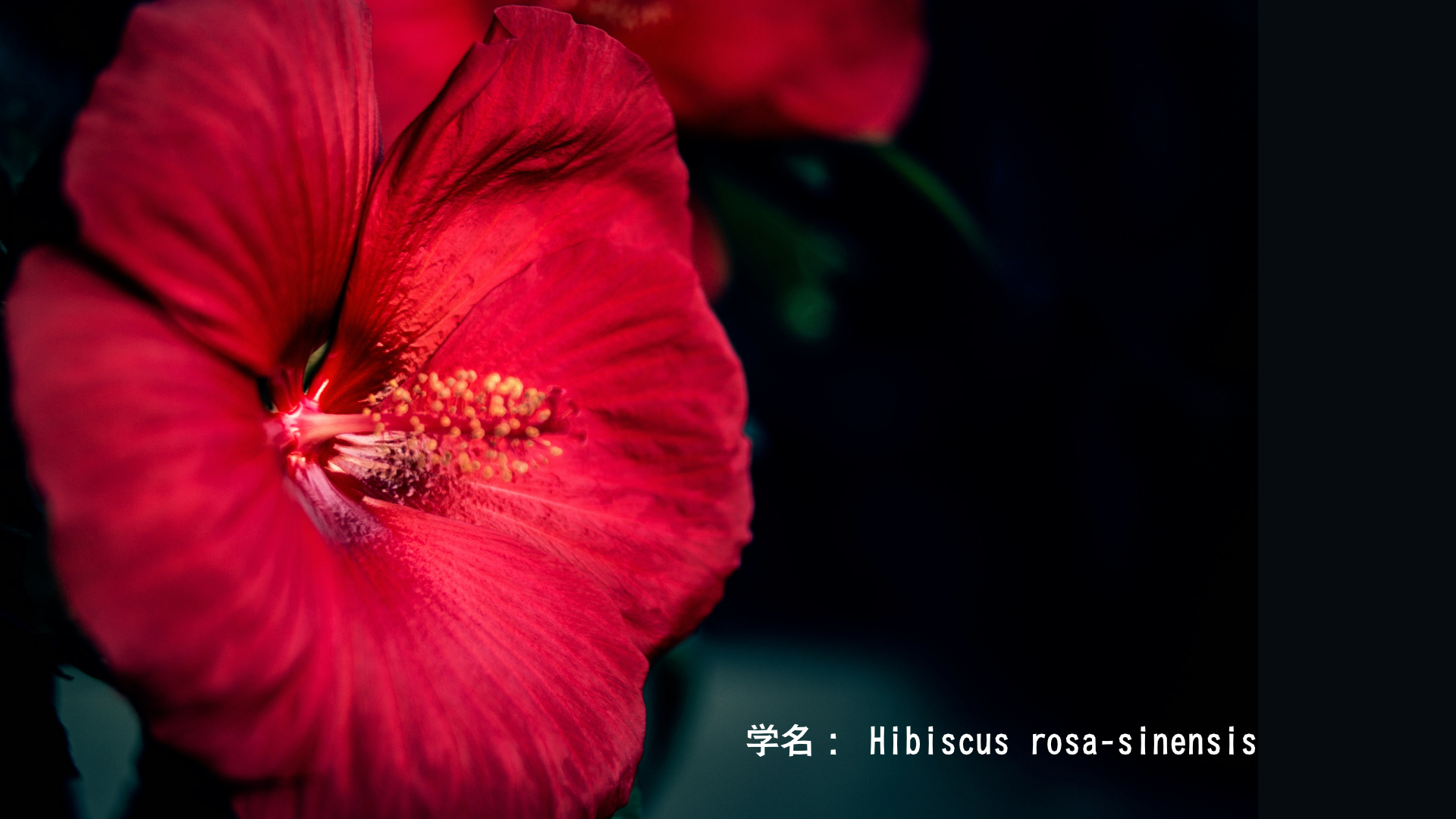 ドゥルガーと赤い花の物語：勇気と勝利を象徴する情熱の花　アイキャッチ