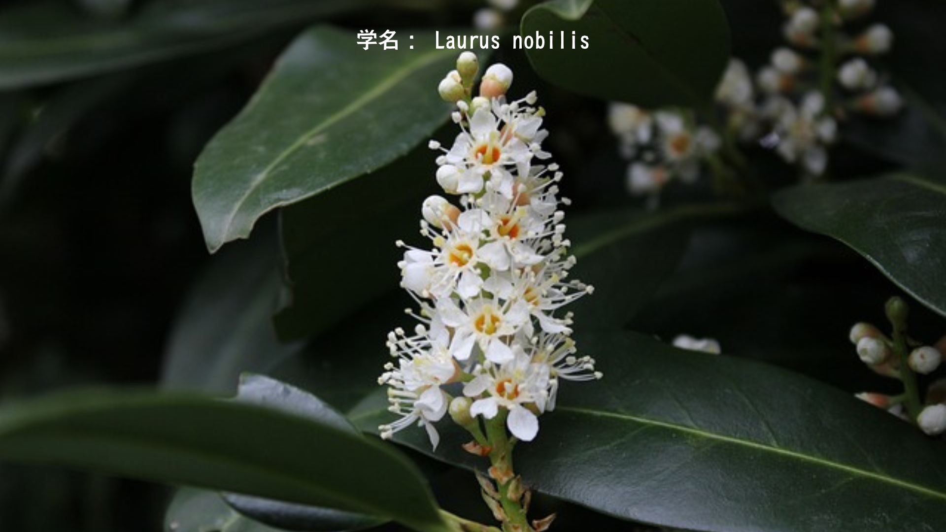 アポロンと月桂樹 - 永遠に届かぬ愛の物語　アイキャッチ