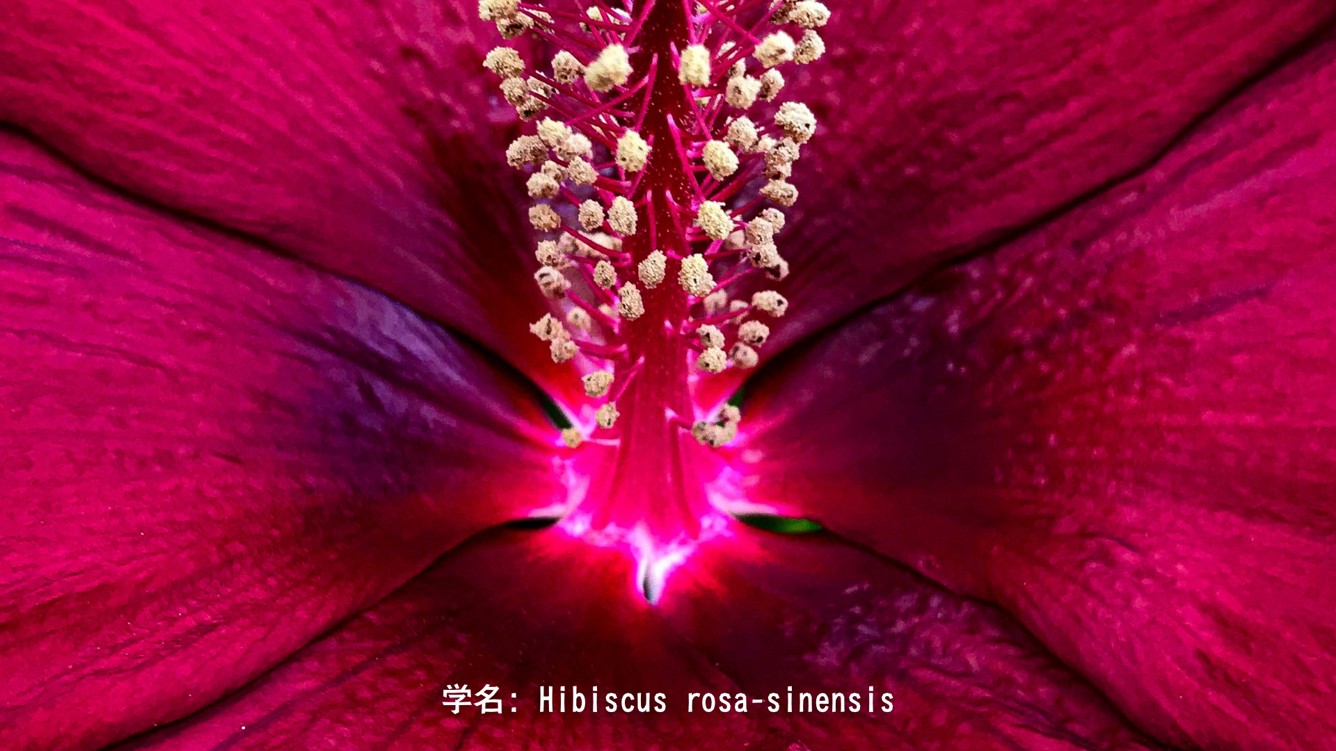 カーリーとハイビスカスの物語：時間と破壊を司る女神と血のように赤い花 アイキャッチ