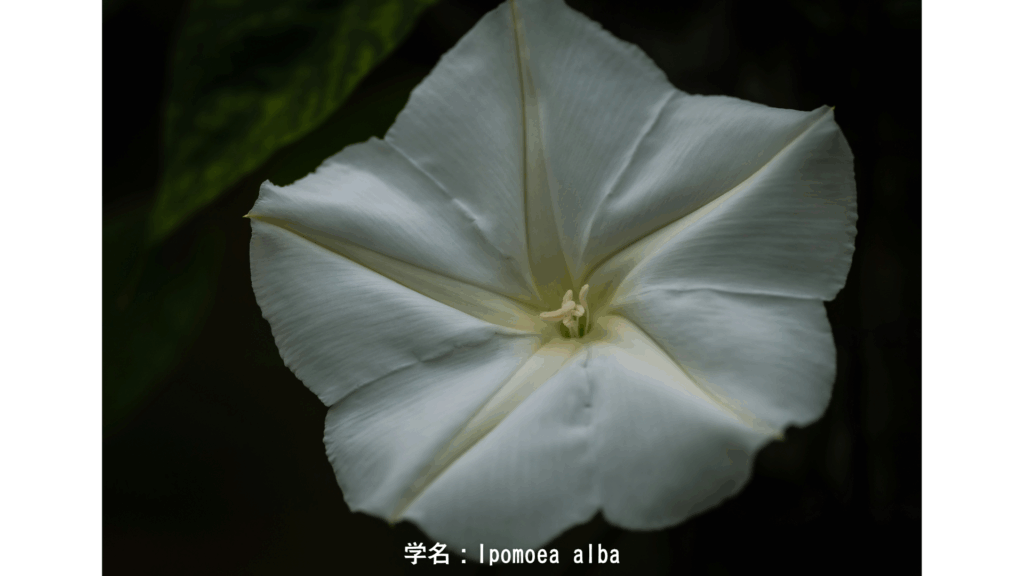 学名:Ipomoea alba