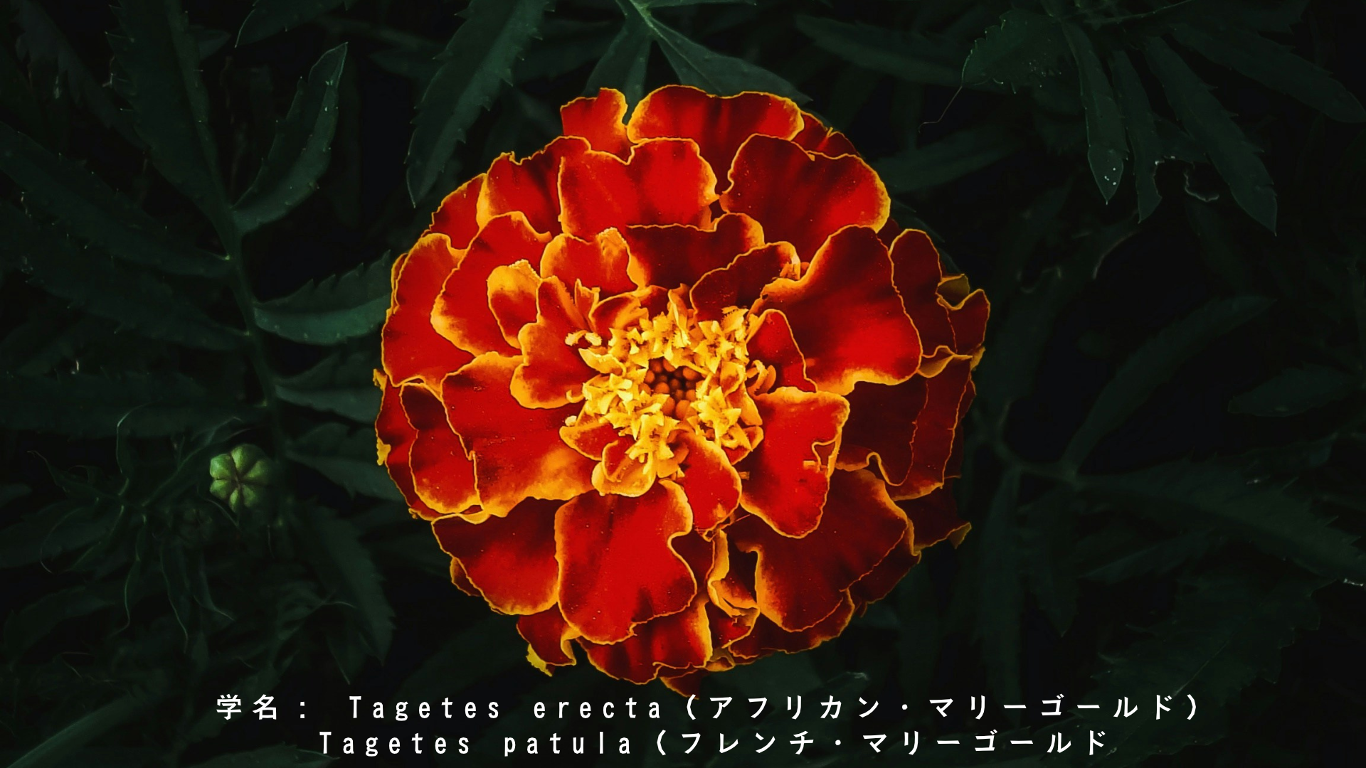 ガネーシャと花の物語：マリーゴールドと赤いハイビスカスに込められた祈り アイキャッチ