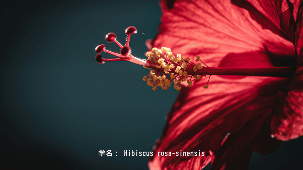 赤いハイビスカスの雄しべのクローズアップ