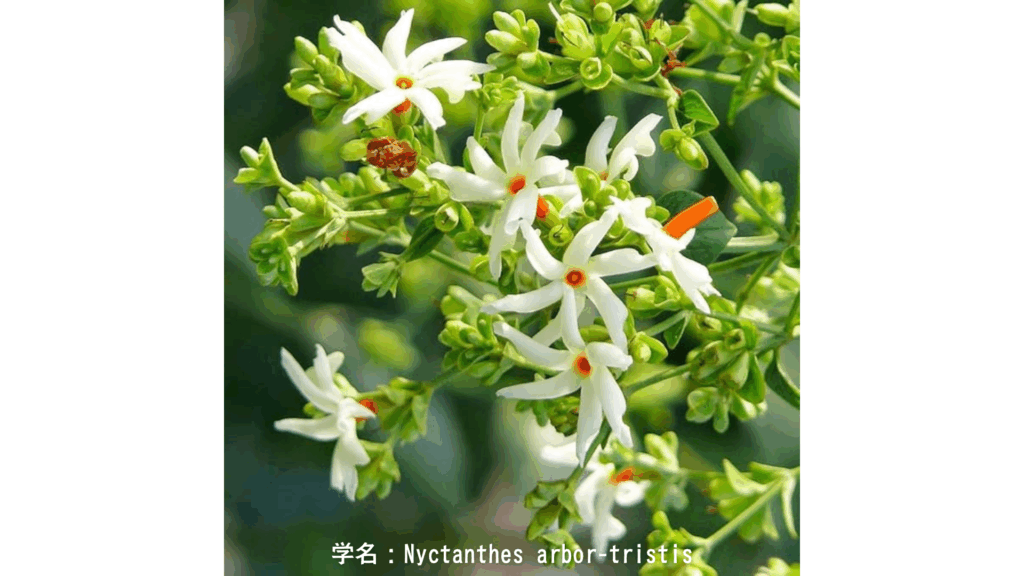 学名:Nyctanthes arbor-tristis