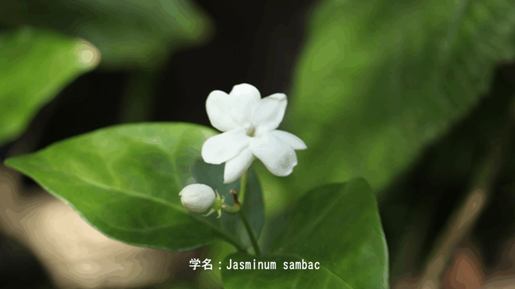 Jasminum sambac