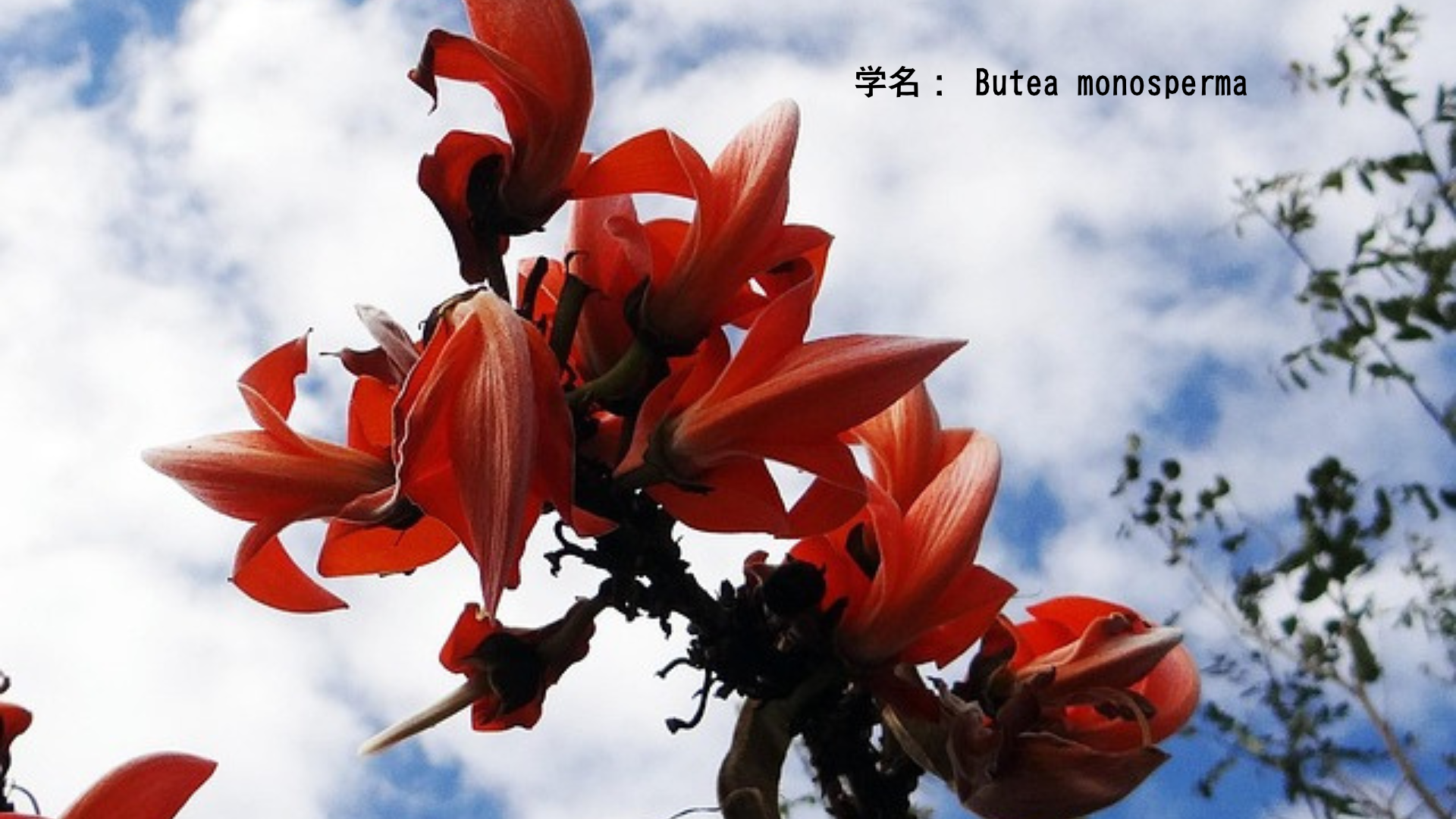 アグニと火の花の物語：炎のように咲く浄化の花々　アイキャッチ