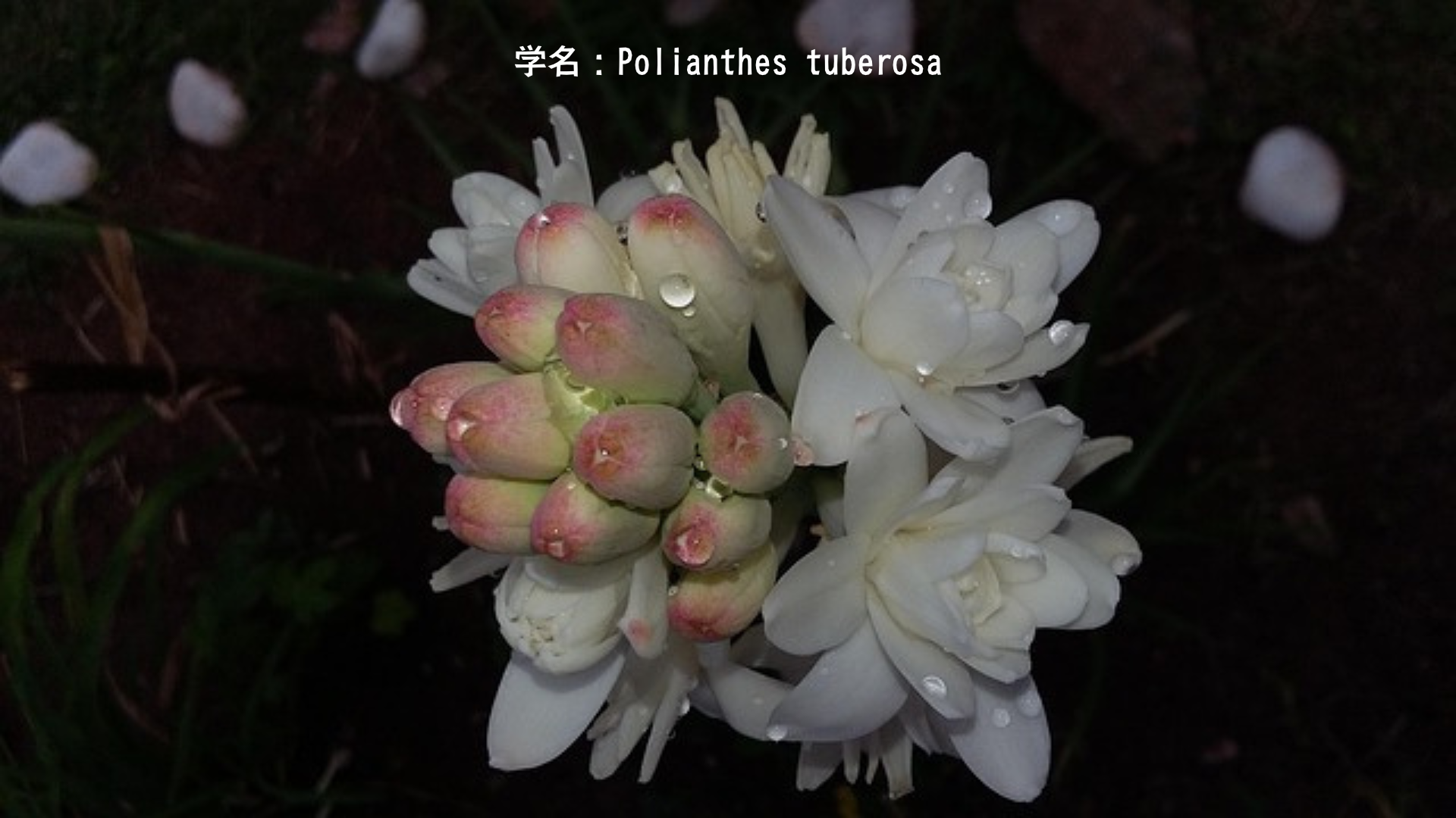 チャンドラ（月神）と夜の花の物語：月光に輝く神聖な花々　アイキャッチ