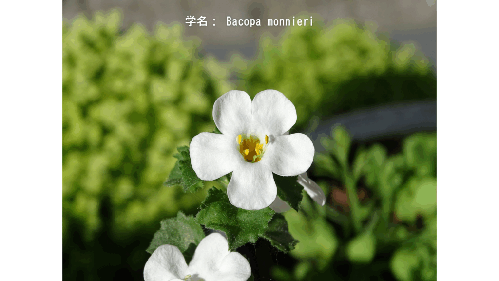 学名： Bacopa monnieri