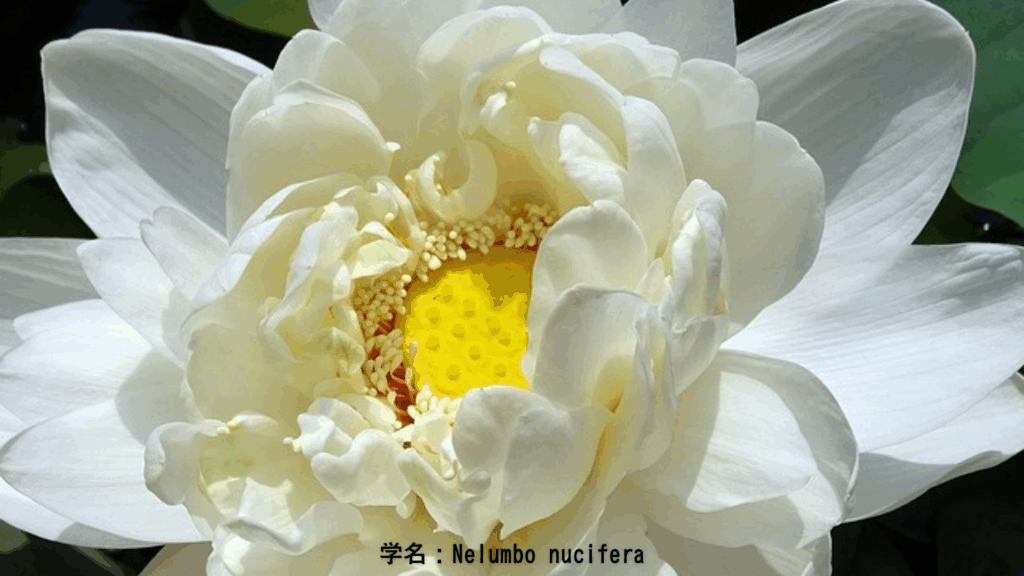 学名:Nelumbo nucifera