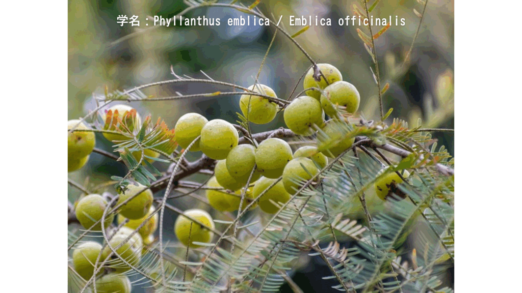 学名：Phyllanthus emblica / Emblica officinalis