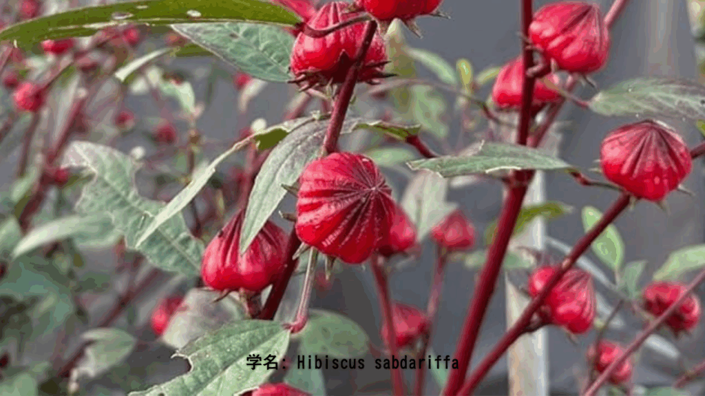 Hibiscus sabdariffa（食用）