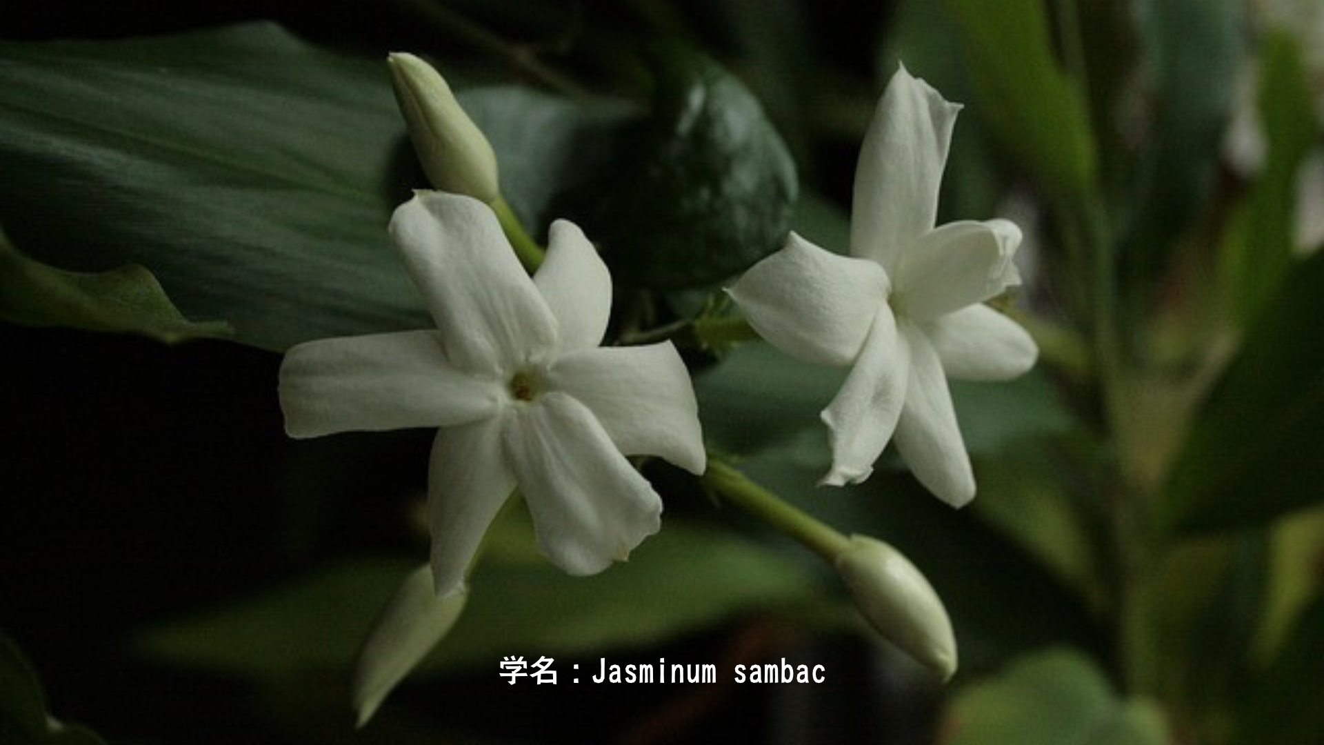 ヴィシュヌとジャスミンの物語：宇宙の維持神と千の花の香り　アイキャッチ