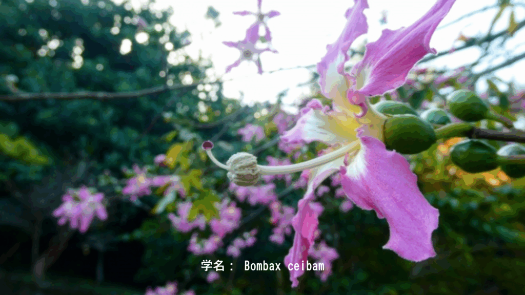 トックリキワタの花