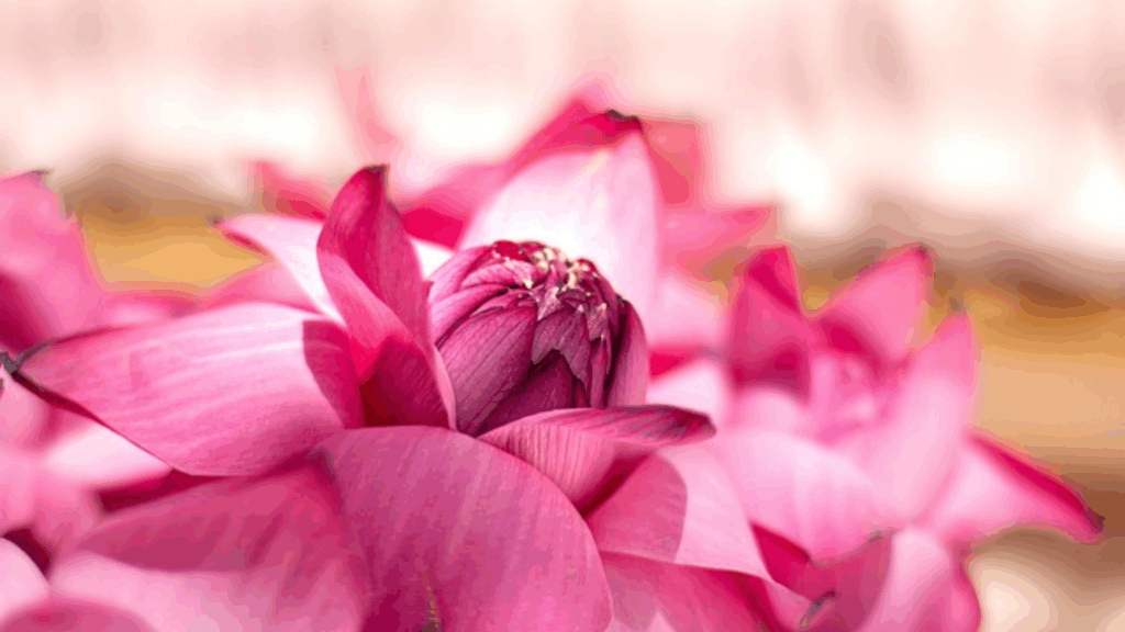 蓮（パドマ）ピンク