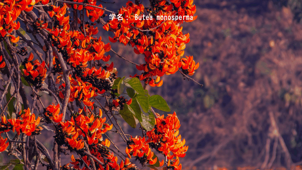 パラシュ
(学名: Butea monosperma)