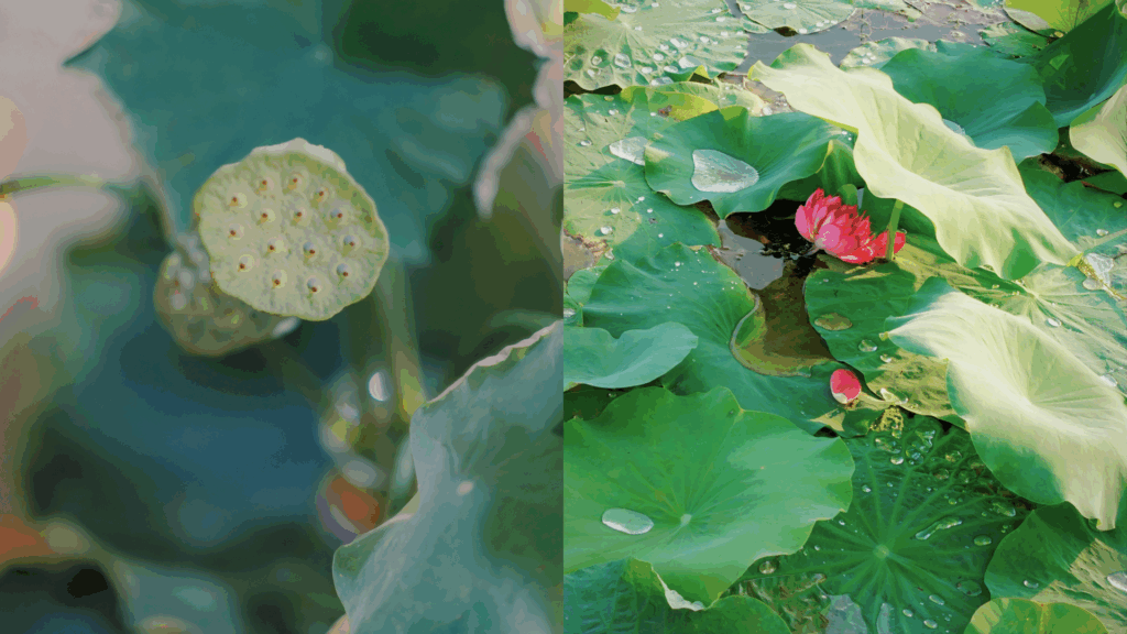 蓮の植物学的特徴