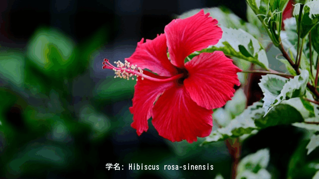 Hibiscus rosa-sinensis（観賞用）
